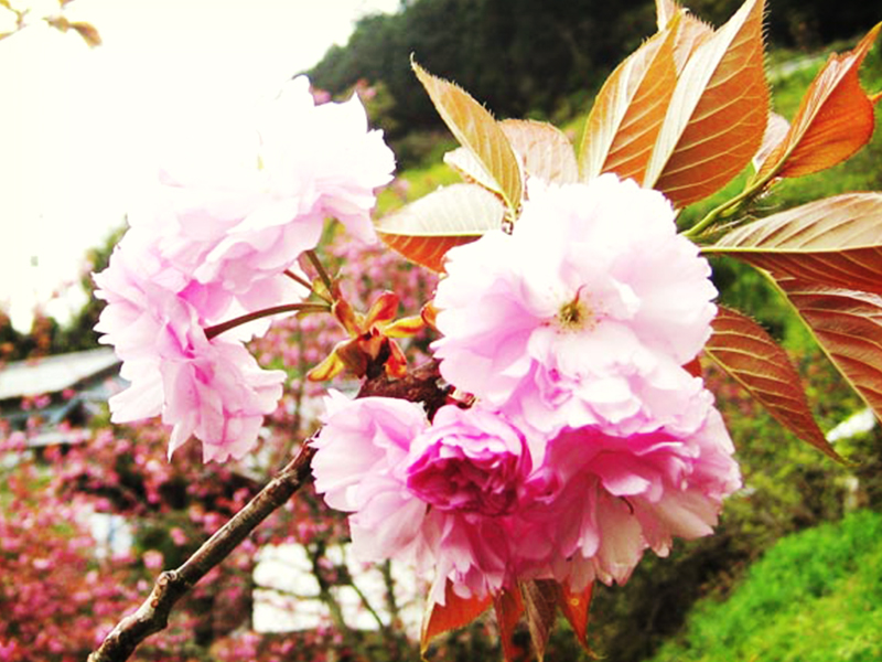 さくら梅（吉野の桜）