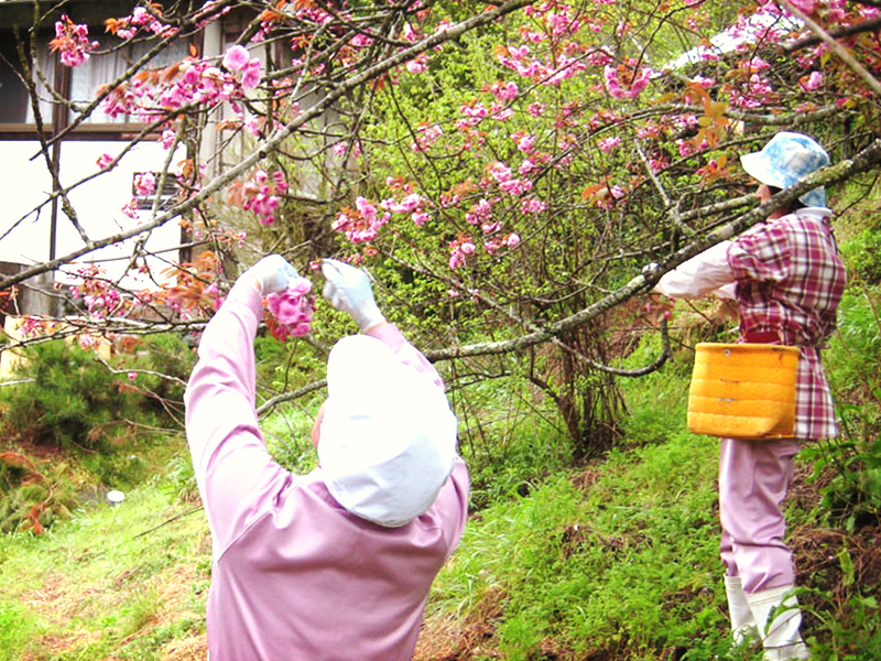 さくら梅（吉野の桜手摘み）