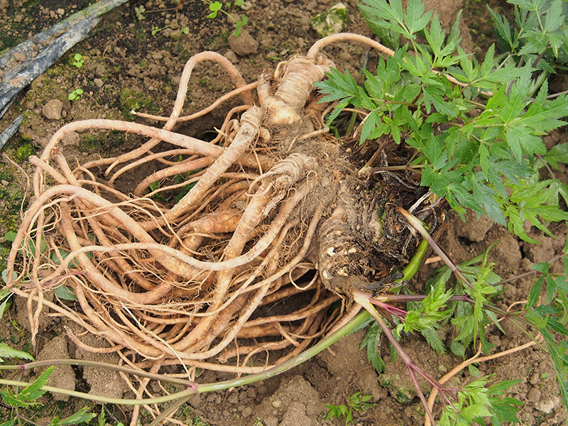 生薬・大和トウキの根は漢方薬に使われています