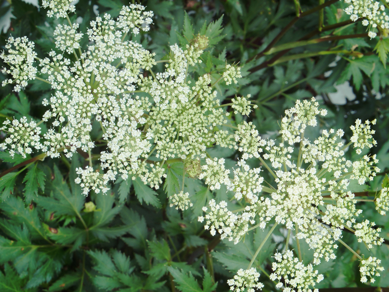 大和トウキ（花）