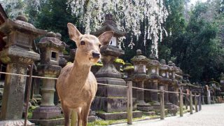 鹿と桜