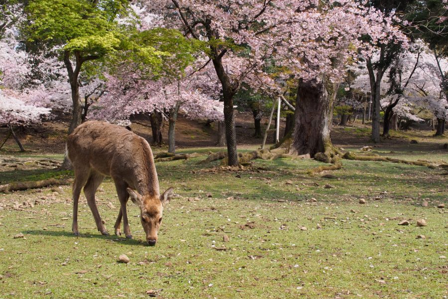 鹿と桜